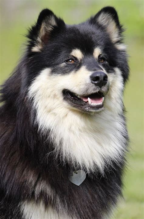 Finnish Lapphund The Breed Archive