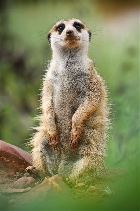 133 Best Magical Meerkats Images On Pinterest Wild Animals Adorable