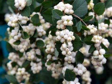 Plants With White Berries 5 Trees And Shrubs With White Berries Imp