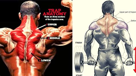 5 Best Trapz Exercices Massive Trapezius Workout Youtube