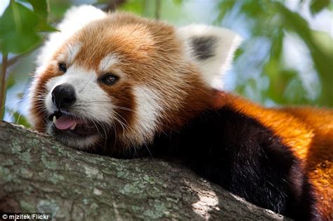 Its Twins An Adorable Pair Of Red Panda Cubs Born At The