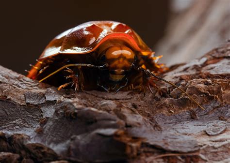 what are the world s biggest cockroach species terminix
