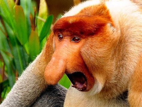 Proboscis Monkey Long Nosed Monkey