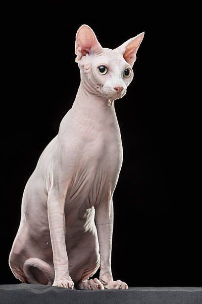 Sphynx Hairless Cat Looking Away While Sitting Against Black Background