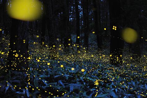 Long Exposure Photos Of Fireflies Lighting Up The Forest Night