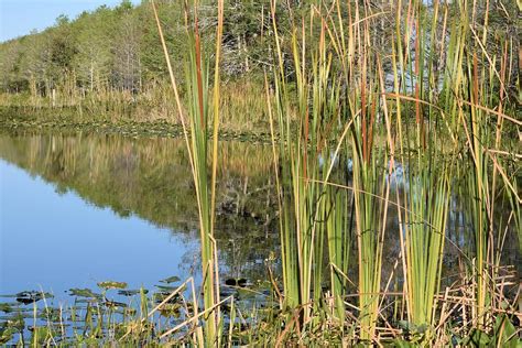 Cattails In Pond Photograph By Paula Goodman