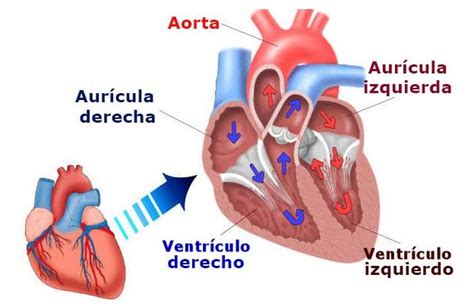 Las 13 partes del corazón humano y sus funciones Aes Muscle Tissue