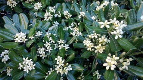 Il rhyncospermum jasminoides è una pianta rampicante sempreverde che da maggio a giugno si copre di fiori bianchi a forma di stella piccoli e molto profumati. Siepi profumate - Siepi - Siepi con piante profumate