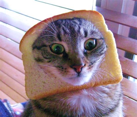 15 Hilarious In Bread Cats