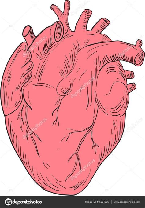 Human Heart Anatomy Drawing Stock Vector Image By ©patrimonio 145884605