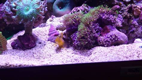 Watchman Goby And His Pistol Shrimp Buddy YouTube