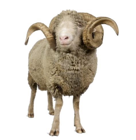 Sheep Png Transparent Images Png All