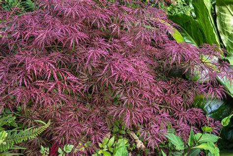 14 Unbelievable Facts About Japanese Maple