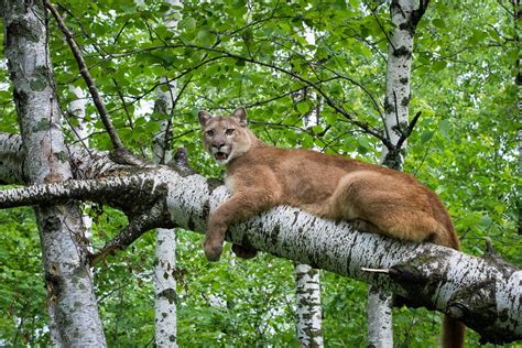 Photoscope Mountain Lionor Cougar In Natural Habitat 2014