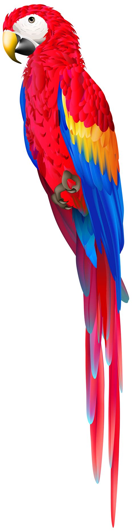 Colorful Parrot Clipart Large Size Png Image Pikpng