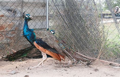 Peacock Park To Attract Visitors The Star