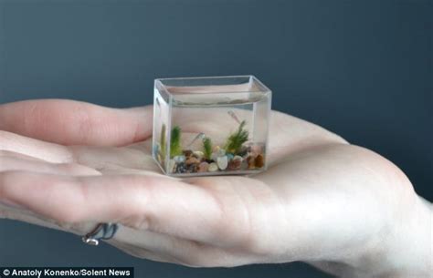 The Worlds Smallest Aquarium