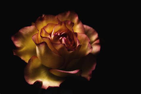 Midnight Rose Photograph By Kim Andelkovic