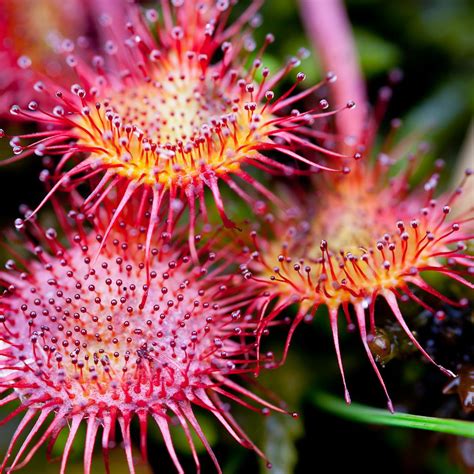 Sundew Drosera In The Australian Bush Australian Native Flowers