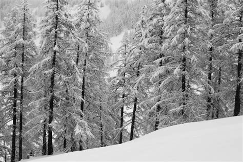 Free Images Tree Nature Wilderness Branch Mountain Snow Winter