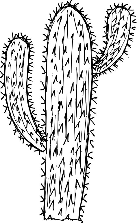 Cactus Line Drawing Png Line Style Cactus And Succulents Set Mambu Png