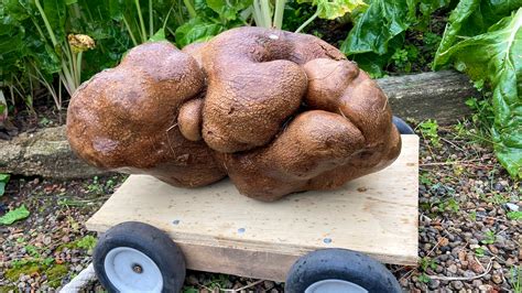 Is This The Worlds Largest Potato The New York Times