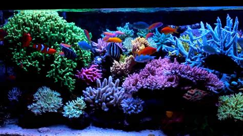 Krzysztof Trycs Reef Tank System With Np Reducing
