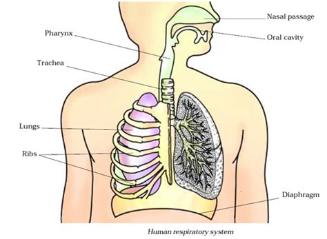 Respiration In Organisms Notes For Class Science Artofit
