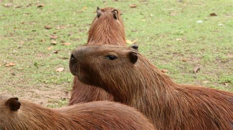 The Worlds Largest Rodent Might Be The Perfect Pet For You