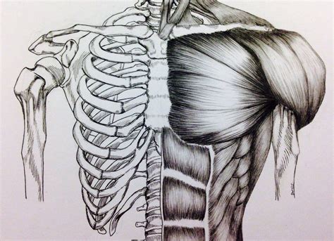 Torso Bonemuscle Study Anatomy Art Anatomy Sketches Body Sketches