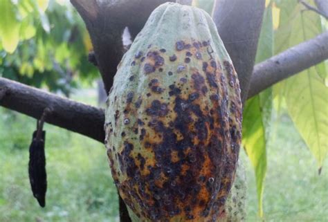 Host Theobroma Cacao L Cocoa Disease Name Anthracnose