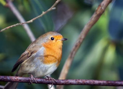 Fotos Gratis Naturaleza Rama Pájaro Animal Linda Foto Fauna