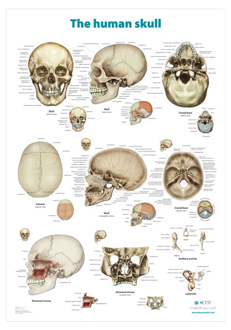 The Human Skull Anatomical Wall Chart Altay Scientific