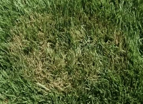 Brown Patch Disease How To Prevent And Treat Brown Patch Fungus Lawn Phix