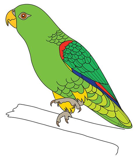 Pencil Sketches And Drawings How To Draw A Parrot