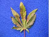 Images of Marijuana Leaf Diagnosis