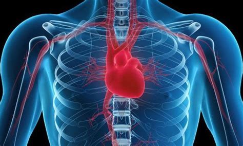 7 Effective Home Remedies For Enlarged Heart