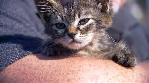 vet jenny bate said it is clear that the glue was intentionally put on the kitten s paws small