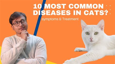 10 Most Common Diseases In Cats How To Know Your Cat Disease In Hindi