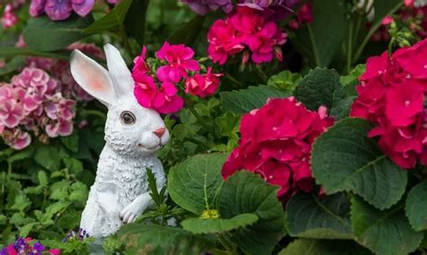 Do Rabbits Eat Geraniums The Garden Bug Detroit
