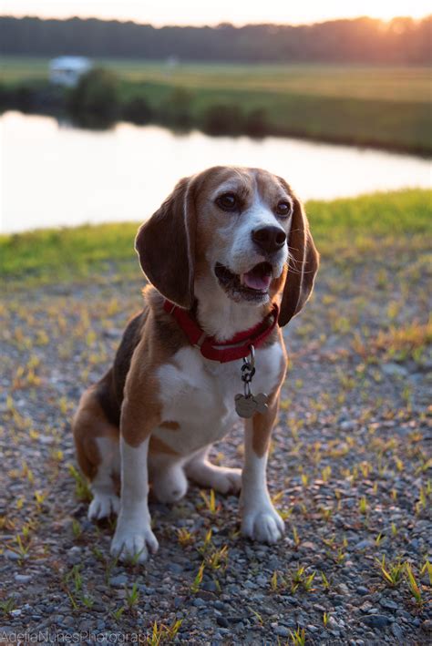 Flynn, my 6 year old laboratory beagle. I adopted Flynn after he was ...