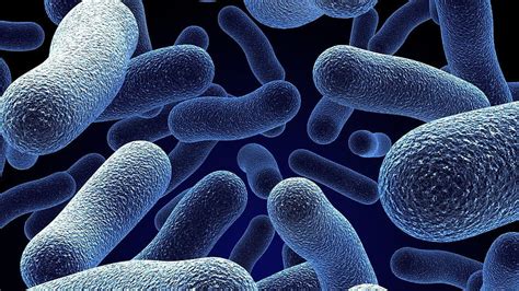 microorganisms android for microbiology hd wallpaper pxfuel