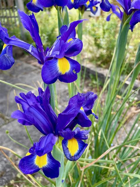 Purple And Yellow Irises In Bloom In An English Country Garden Stock