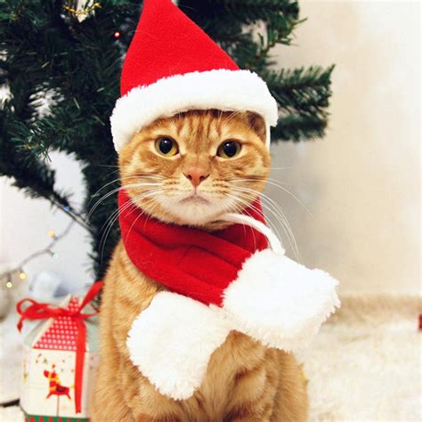Cute Christmas Cat Hat And Neckerchief Cats Love Life
