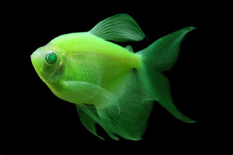 Glofish Long Fin Electric Green Tetra Glofish Tetra Fish Fish