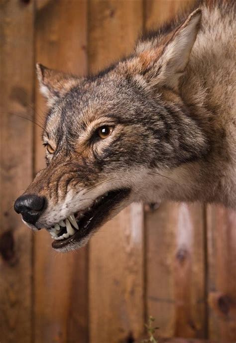Coyote Mount Coyote Mounts Taxidermy Mounts Animals Animales