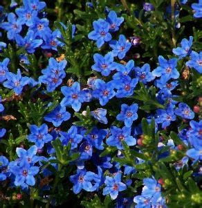 Many vines are tropical plants, therefore, they only grown during summer time in. Blue-Flowered Perennials | Flowers perennials, Backyard ...