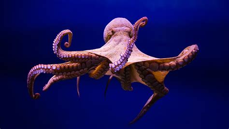 Hd Wallpaper Octopus Cephalopod Marine Invertebrates Organism
