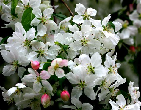 Prairifire Flowering Crabapple Growth Rate Best Flower Site