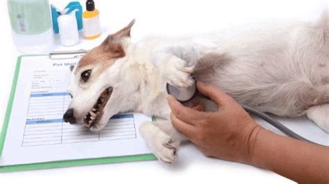 The True Answers To When To Euthanize A Dog With Hemangiosarcoma